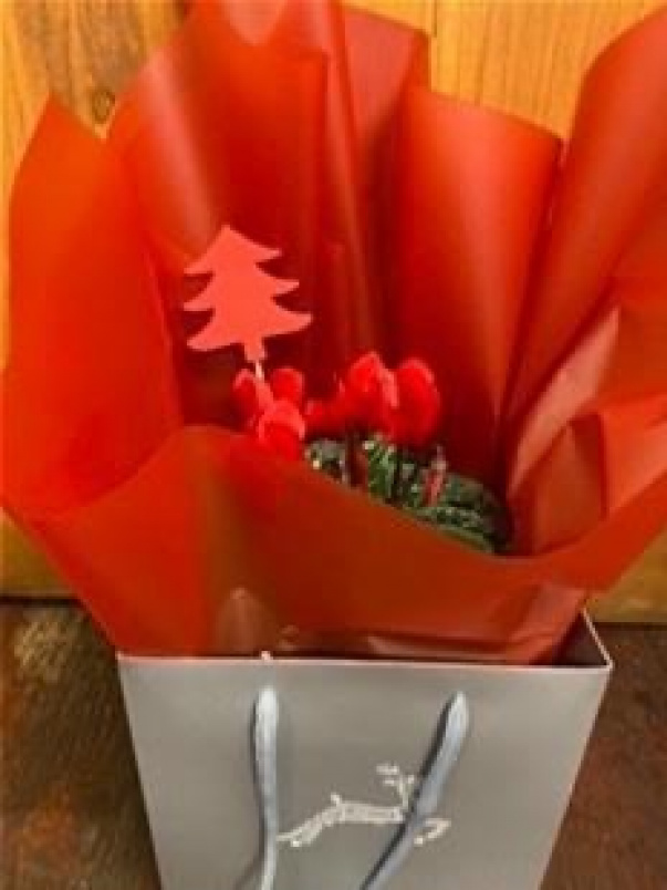 Christmas | Cyclamen gift wrapped