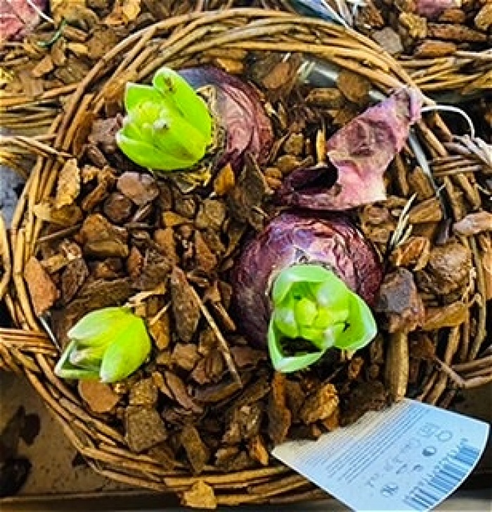Christmas | Plants | Hyacinth basket