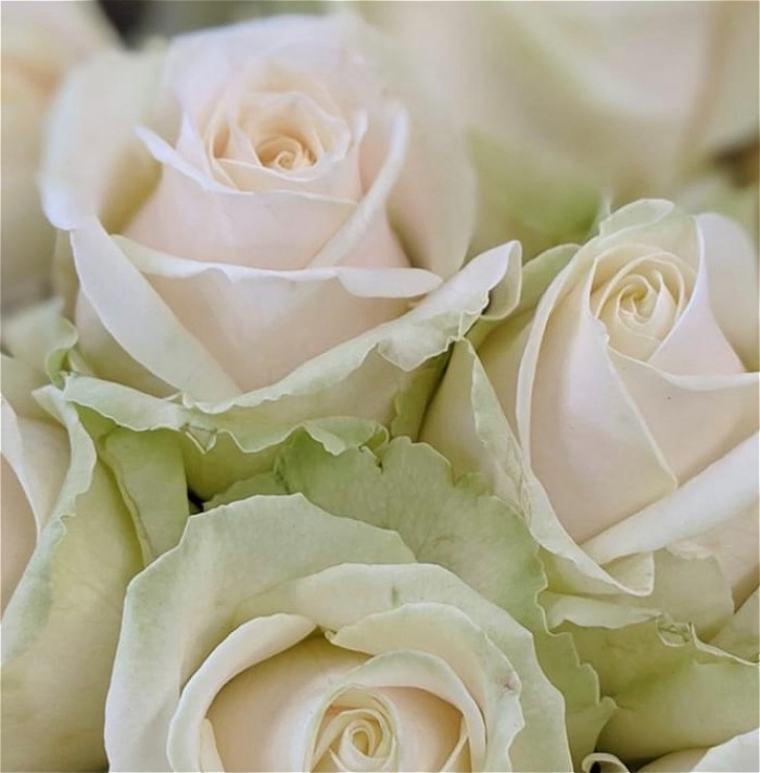 Bouquets | Mother's Day | Valentines | Dozen white avalanche roses
