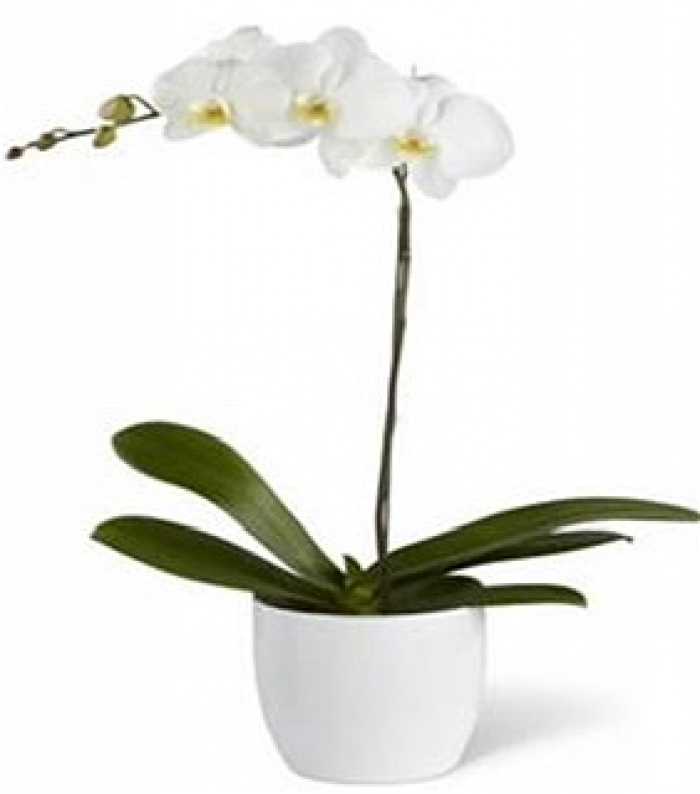 Christmas | Mother's Day | Plants | Orchid in pot