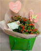 Mother's Day | Kalanchoe plant gift bag