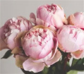 Bouquets | Peonies