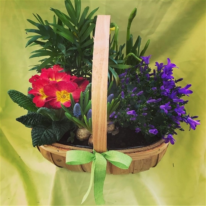 Arrangements | Plants | Garden Basket