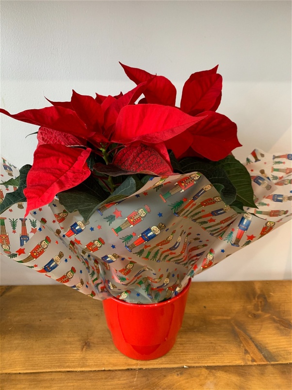 Christmas 2025 | Gifts | Plants | Poinsettia