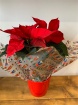 Christmas 2025 | Gifts | Plants | Poinsettia