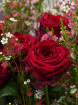 Valentines | 12 Red Roses