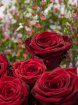 Valentines | 12 Red Roses