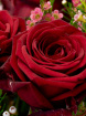 Valentines | 12 Red Roses